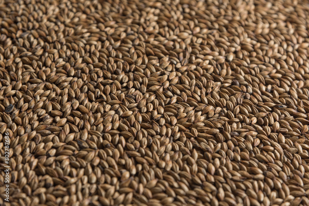 Background from whole grains wheat. Groats texture. Сereals for the production of alcoholic beverages and animal feed. Flat lay Background from whole grains wheat. Groats texture. Сereals for the production of alcoholic beverages and animal feed. Flat lay