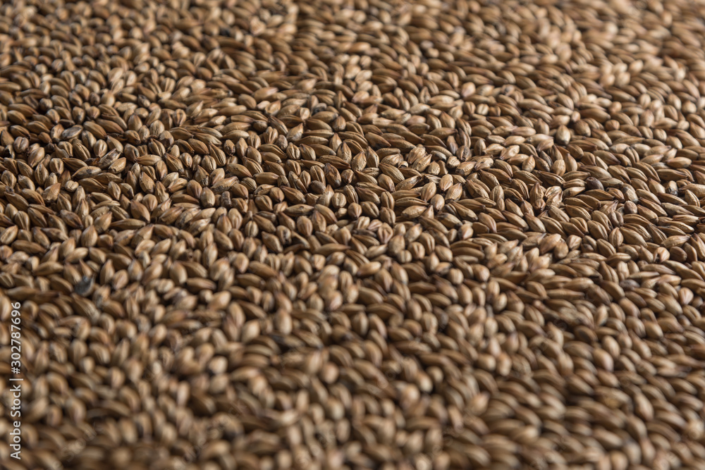 Background from whole grains wheat. Close-up groats, texture. Сereals for the production of alcoholic beverages and animal feed. Depth of field Background from whole grains wheat. Close-up groats, texture. Сereals for the production of alcoholic beverages and animal feed. Depth of field