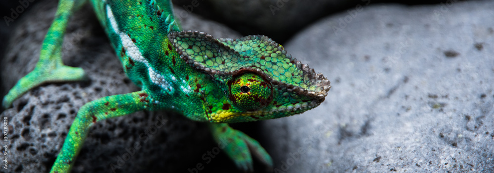 Obraz premium green lizard