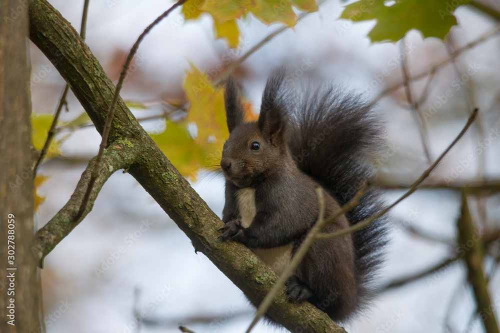 European brown squirrel in summer coat on a branch in the forest