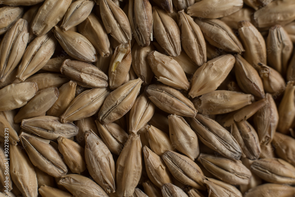 Background from whole grains wheat. Сereals for the production of alcoholic beverages and animal feed. Close-up groats. Macro texture of wheat Background from whole grains wheat. Сereals for the production of alcoholic beverages and animal feed. Close-up groats. Macro texture of wheat