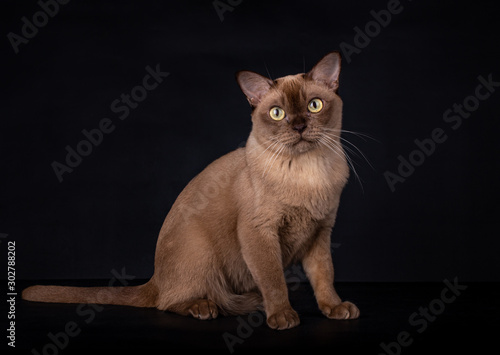Cute chocolate Burmese cat, sitting up facing front. Looking straight at lens with big round yellow eyes. Isolated on black background.