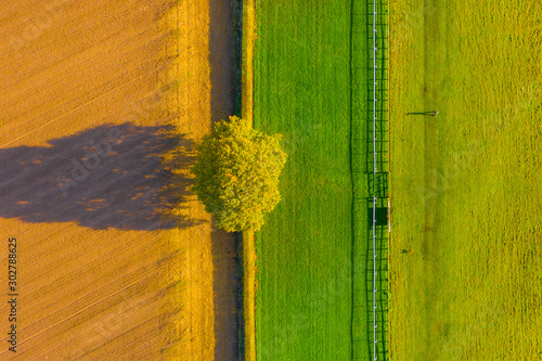 Overhead top down aerial shot of a lone tree between a ploughed field and a horse racecourse in Autumn with a the shadow of a man walking his dog in Beverley, UK