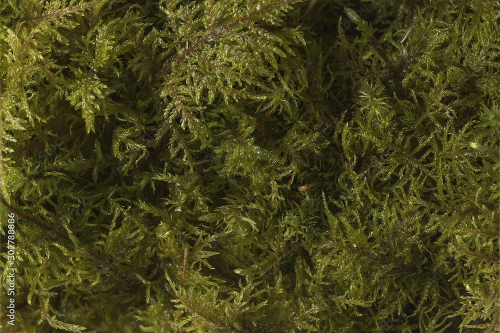 Close up view of green moss isolated. Beautiful nature backgrounds.