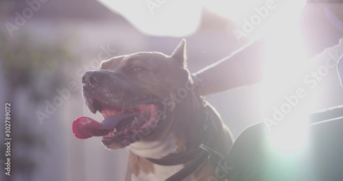 hand of a girl stroking a staffordshire terrier, shot on 4k RED camera, american staffordshire terrier pitbull dog face closeup, girl's hand stroking the dog's head, pit bull white and brown color