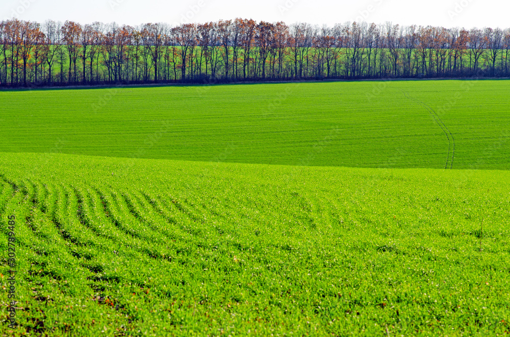 Agricultural fields with winter wheat, young green shoots of a cultivated plant