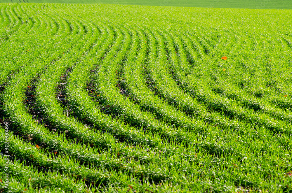Agricultural fields with winter wheat, young green shoots of a cultivated plant Agricultural fields with winter wheat, young green shoots of a cultivated plant