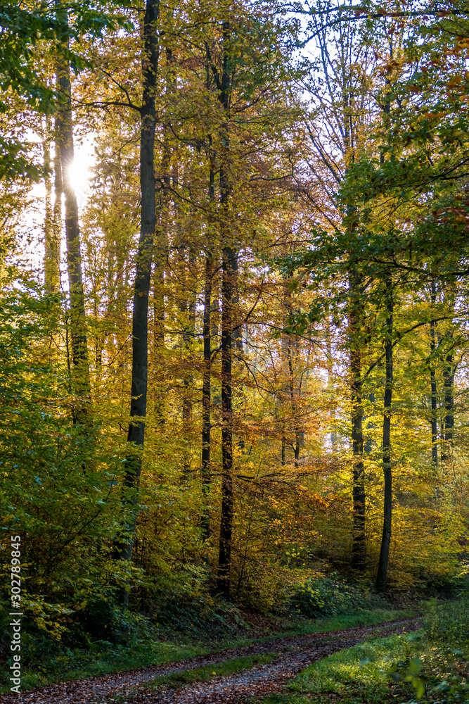 Fototapeta premium Herbstliche Bäume