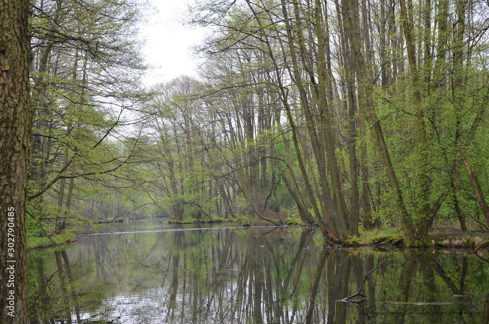 forestandriver forestandriver