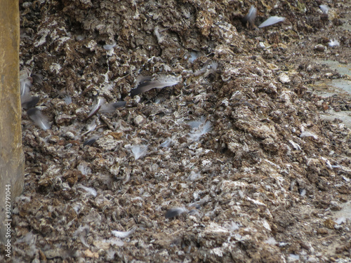 Photos pigeon guano background