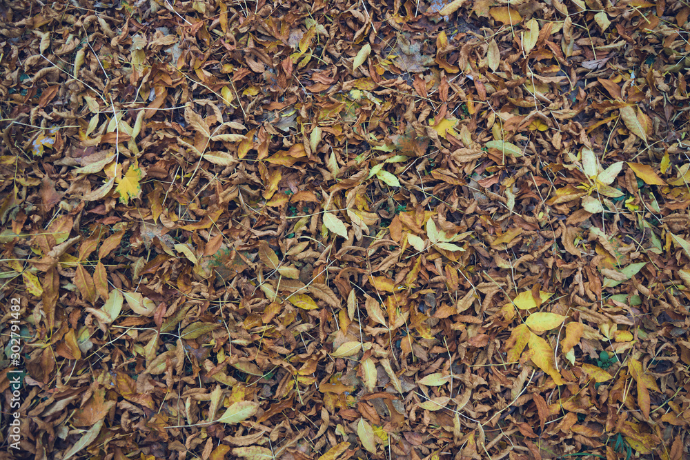 Orange dry leaves lie on the ground in autumn. Orange dry leaves lie on the ground in autumn.