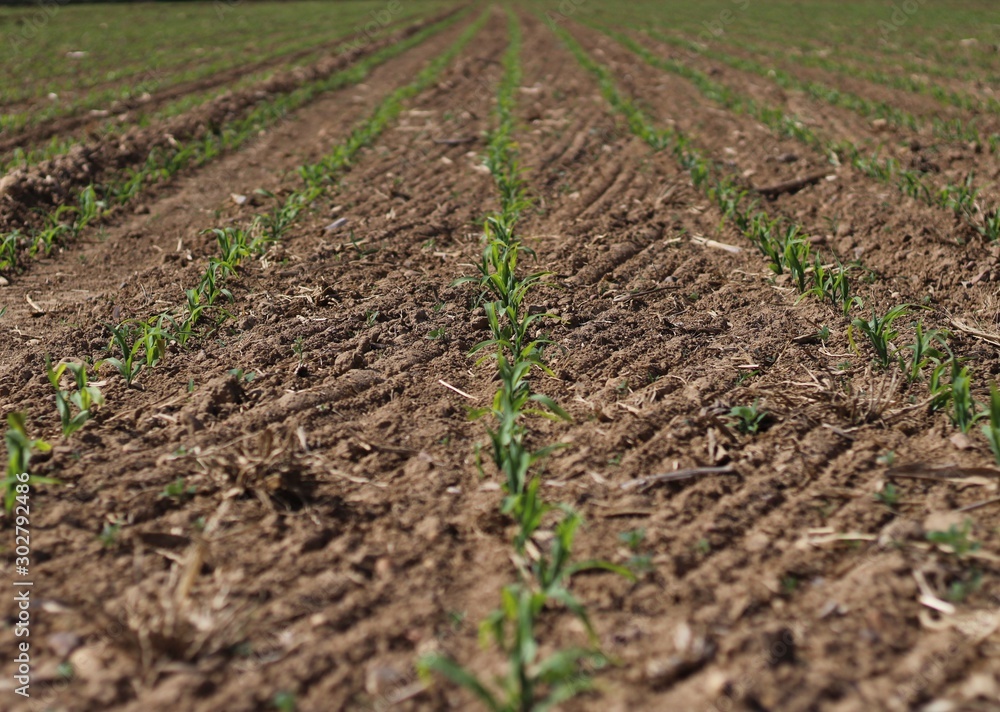 field of green onions field of green onions
