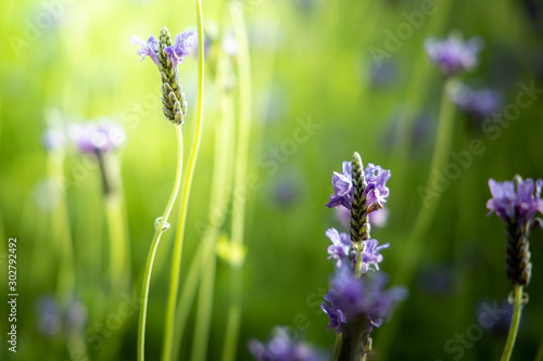 The background image of the colorful flowers