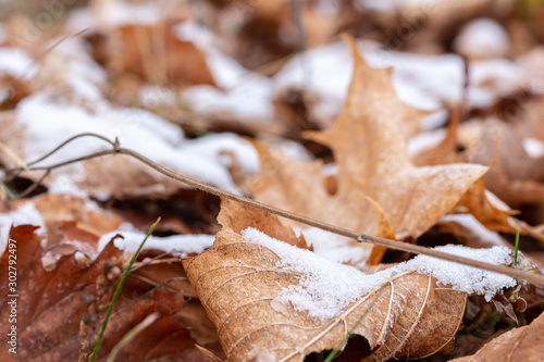 Snow Falls on Leaves as Fall is Becoming Winter