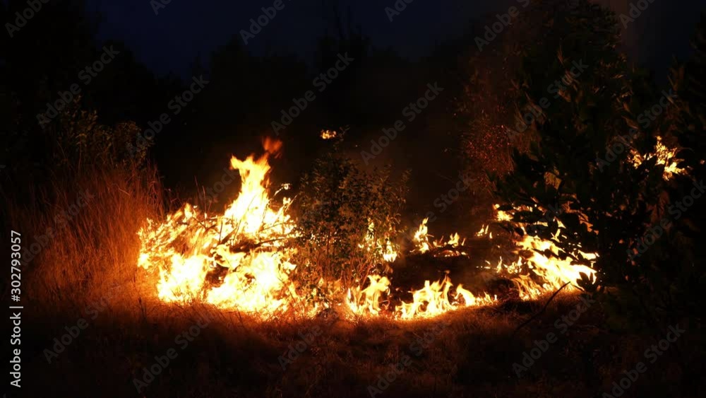 Forest fire. Fire destroys trees and forest animals. Fires in the forests of the Amazon and Siberia. Catastrophe. Green lungs of the planet. Destroyed flora and fauna. Global warming. Forest fire. Fire destroys trees and forest animals. Fires in the forests of the Amazon and Siberia. Catastrophe. Green lungs of the planet. Destroyed flora and fauna. Global warming.