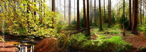 Fotografia Panorama of an autumnal forest with brook and with bright sunlight shining throu