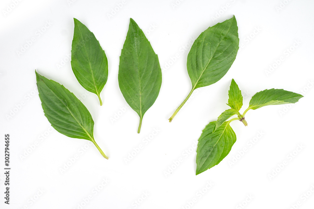 Set of sweet basil leaves isolated white background.