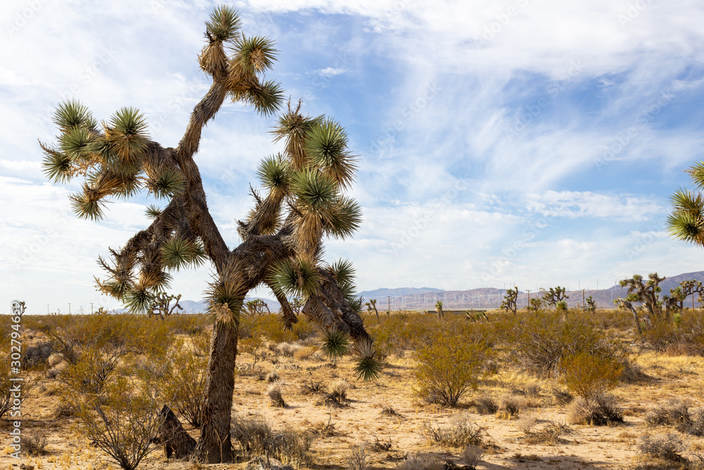Joshua Trees in Mojave Desert on Summer Day Joshua Trees in Mojave Desert on Summer Day