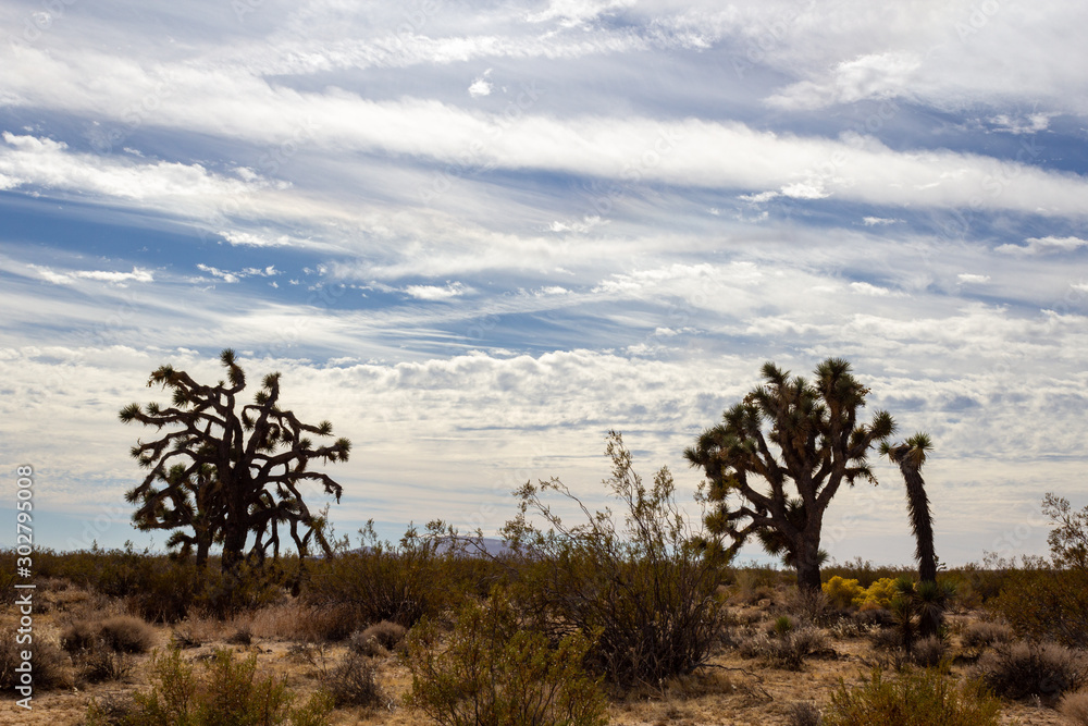 Joshua Trees in Mojave Desert on Summer Day Joshua Trees in Mojave Desert on Summer Day