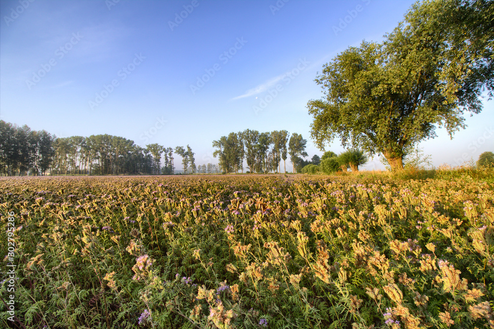 Autumn morning in the grain field - agriculture