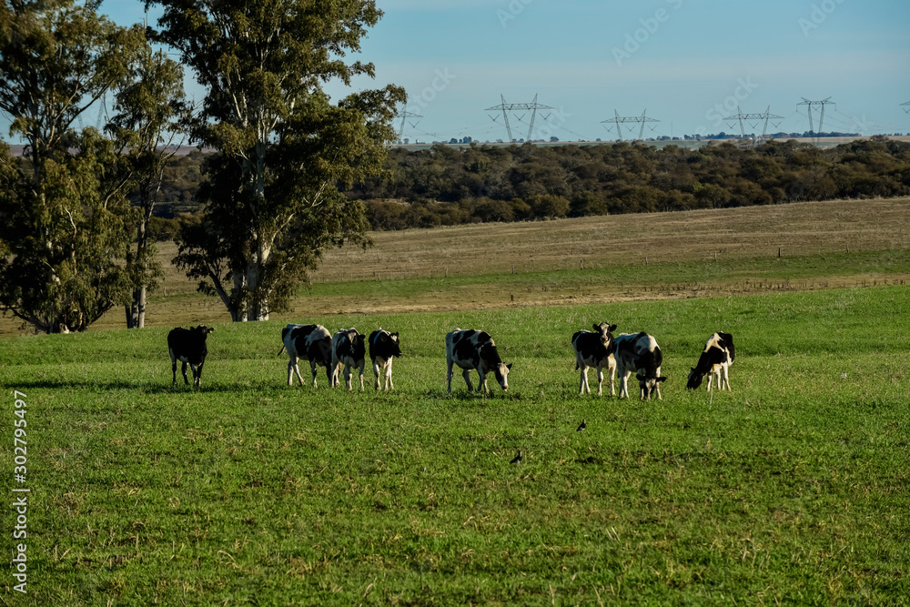 Cows in the Argentine countryside,Pampas,Argentina