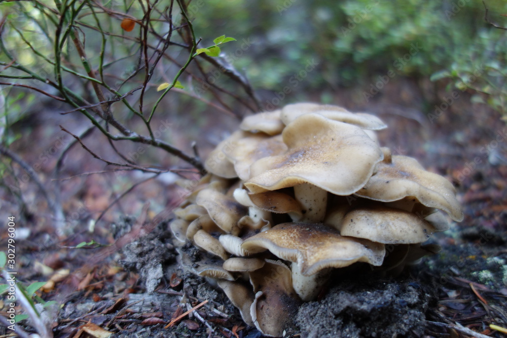 landscapes of the pacific northwest landscapes of the pacific northwest