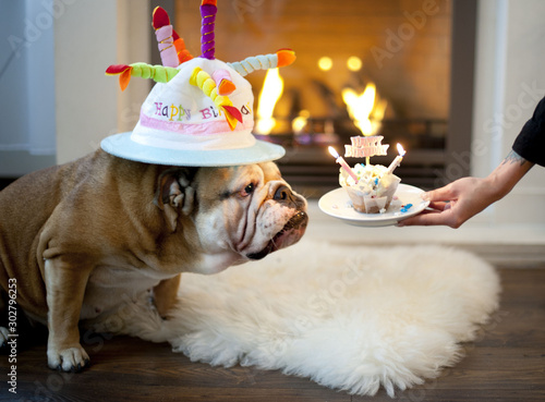 Fotografía english bulldog with birthday party