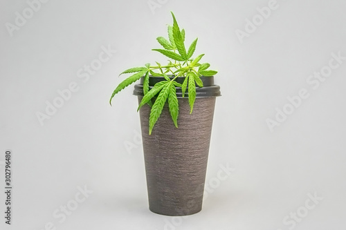 Fototapeta Naklejka Na Ścianę i Meble -  Cannabis CBD infused Coffee in disposable cups with hemp leaves against light gray background