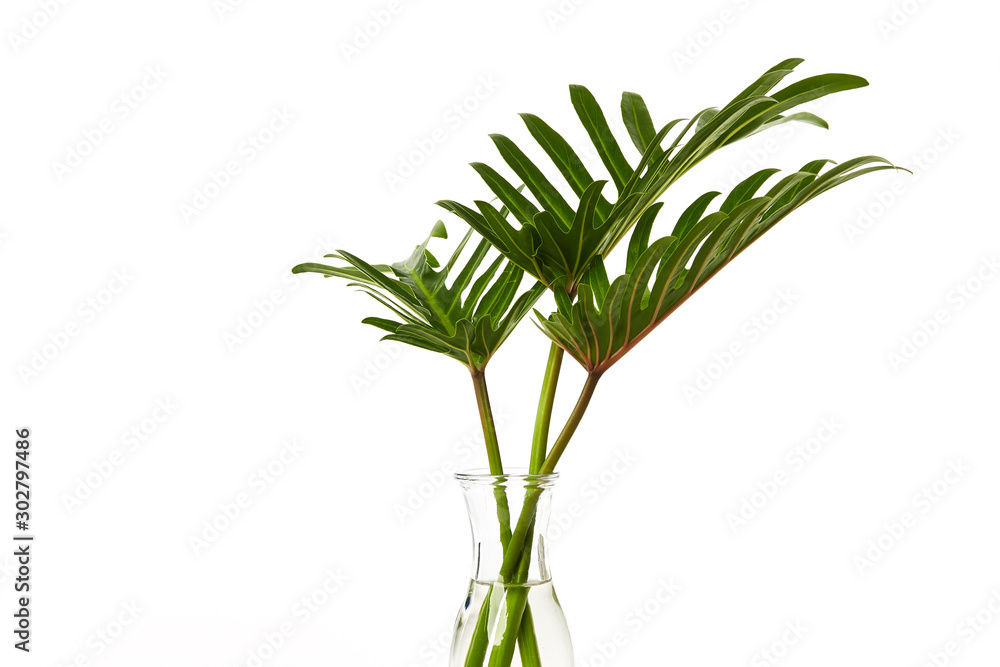 Tropical leaf Monstera plant in glass vase Tropical leaf Monstera plant in glass vase