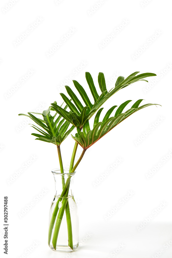 Tropical leaf Monstera plant in glass vase Tropical leaf Monstera plant in glass vase