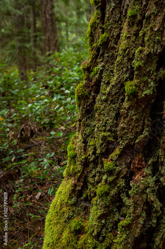 Mossy tree trunk in forest
