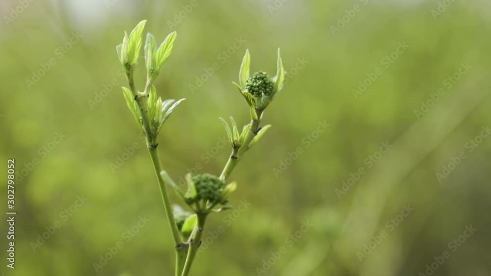 Nature comes to life in spring. Nature comes to life in spring.