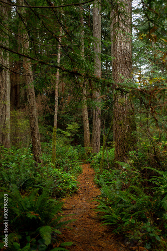 Winding path through a forest