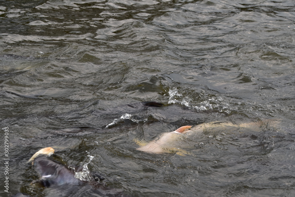 Obraz premium The city view of Bangkok in Thailand