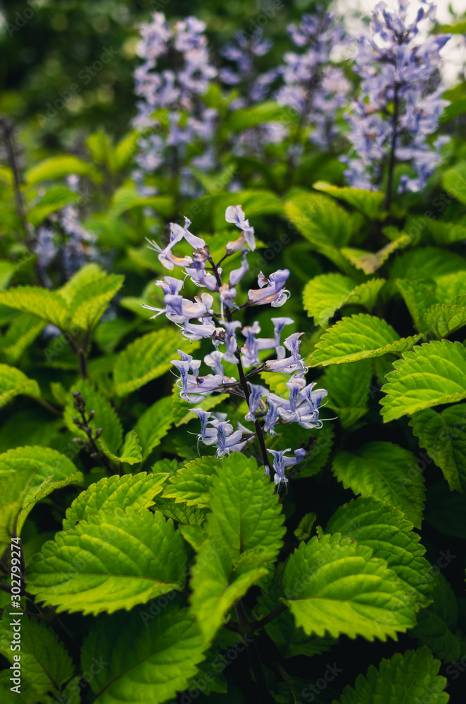 blue flowers in the garden blue flowers in the garden