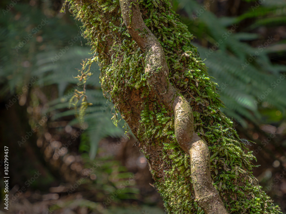 Obraz premium Twisted Vine