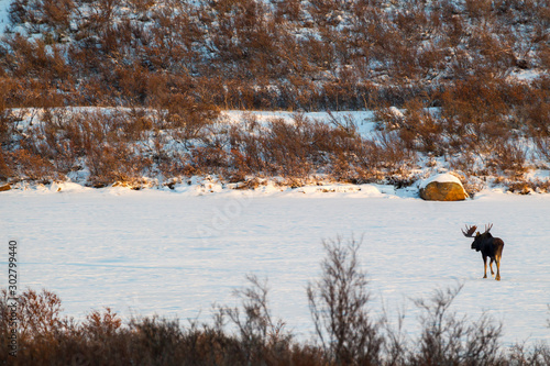 Moose Crossing a Lake