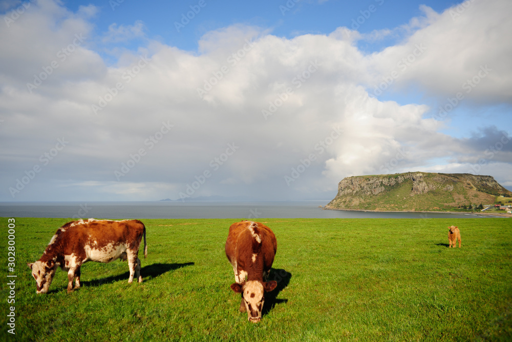 Cattle feeding near Stanley Nut, Tasmania Cattle feeding near Stanley Nut, Tasmania
