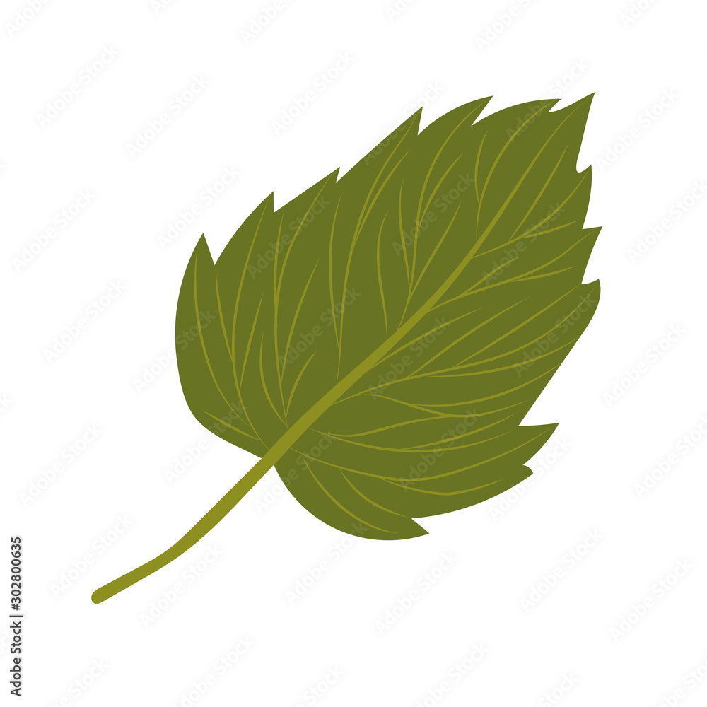 Obraz premium Isolated autumn leaf vector design