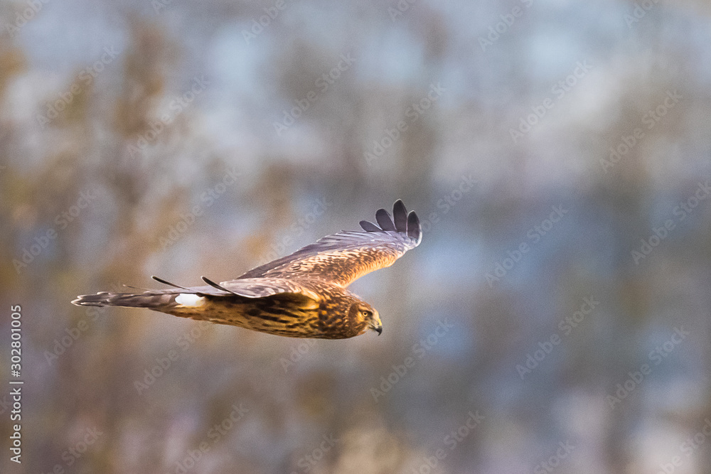 Fototapeta premium A Female Northern Harrier Hawk Hunts Along a Treeline