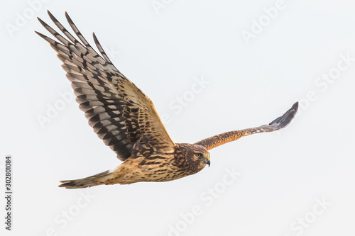 A Female Northern Harrier Hawk Hunts in a Pale Blue Sky