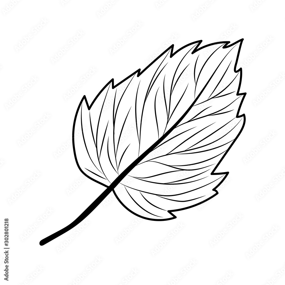 Isolated autumn leaf vector design Isolated autumn leaf vector design