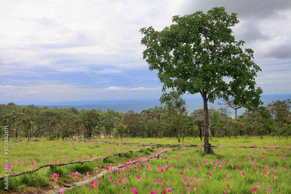 Pink Krachiew flowers in full bloom in natural season at Sai Thong National Park Chaiyaphum, Thailand
