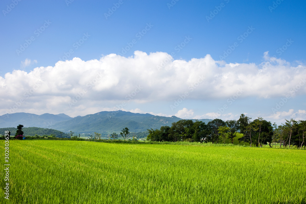 Fototapeta premium Rice paddy in Gyeongju-si, South Korea.