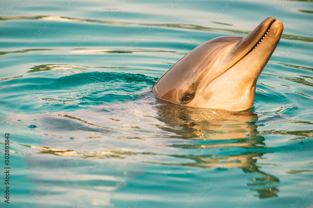 Fototapeta premium Bottlenose dolphin