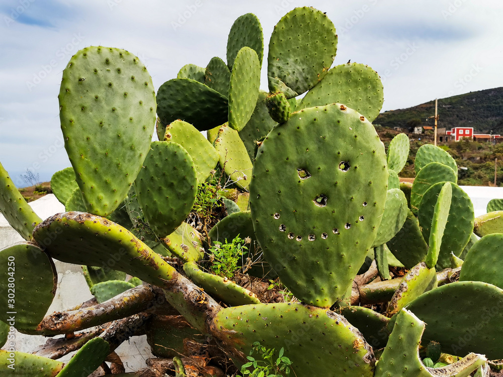Cactus Cactus