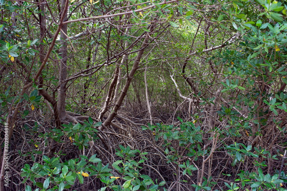 Obraz premium tree in forest