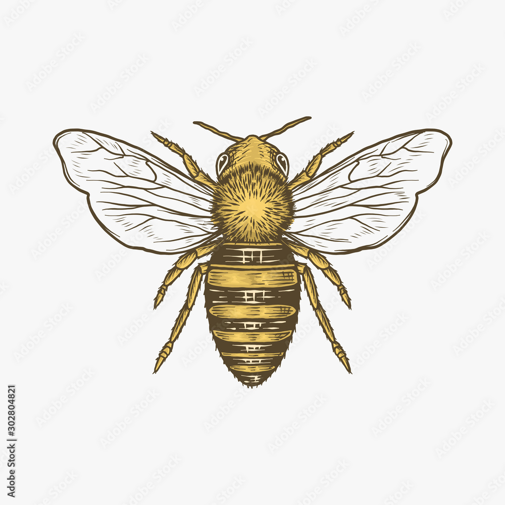Honey Bee drawn in pencil : r/drawing-saigonsouth.com.vn