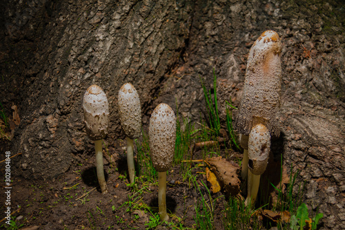 Coprinus comatus, also known as Matacandil, Damper, Barbuda or Monte Chipirón, is a mushroom of the order Agaricales photo