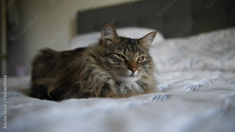 Norwegian Forest Cat Half Asleep on Owner's Bed Norwegian Forest Cat Half Asleep on Owner's Bed